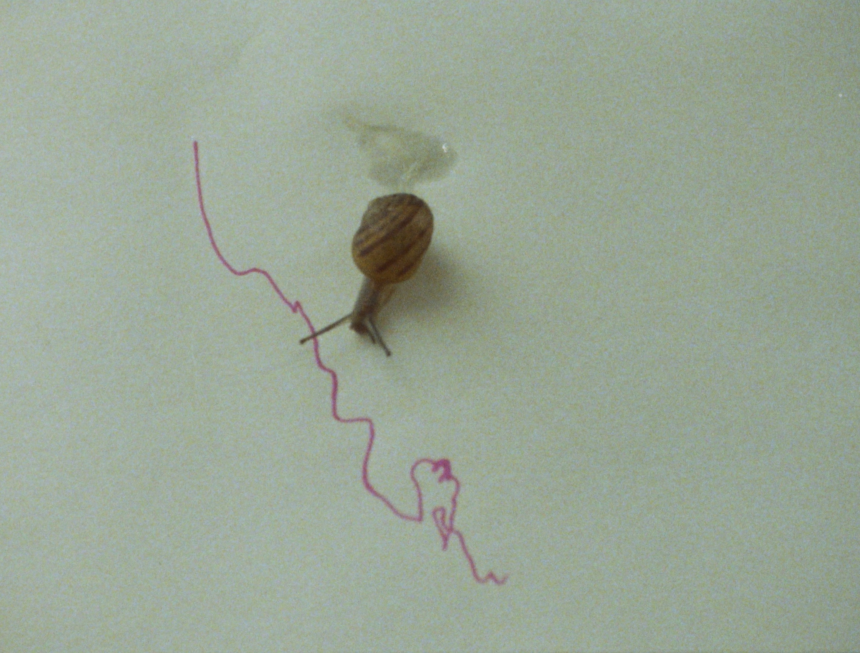 Henry is a Girl Who Likes to Sleep